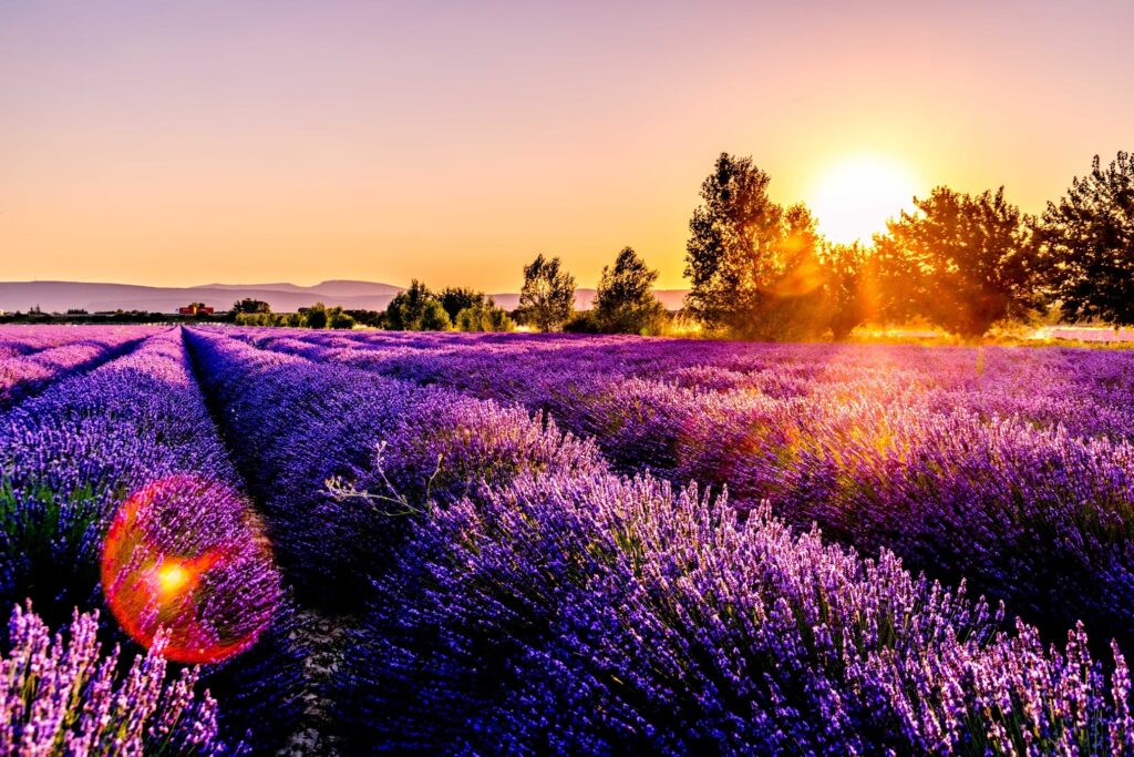 A Guide to Visiting Lavender Fields with France Photographer: When, Where, and How