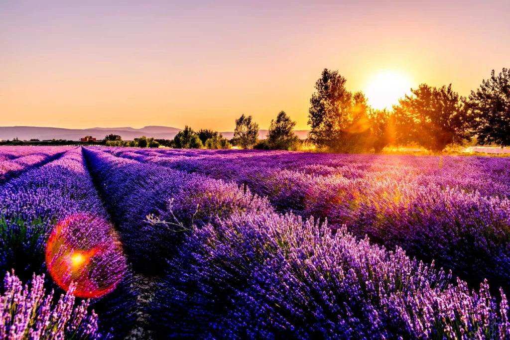 A field of lavender with the sun setting behind it